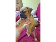 BOXER HEMBRA Y MACHO