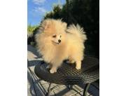 POMERANIA MACHO
