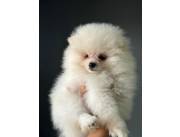 POMERANIA HEMBRA