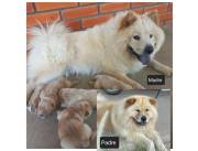 Vendo Chow Chow - 1 Macho y 1 Hembra