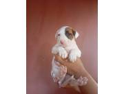 BULLTERRIER HEMBRA Y MACHO