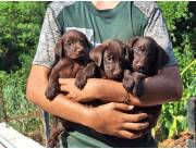 LABRADOR CHOCOLATE