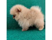 Pomerania lulu macho