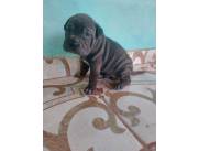 Shar Pei Blue