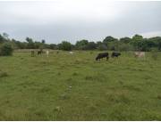 Campo Ganadero en Yabebyry - 56 Ha.