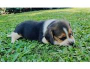 Beagle hembra y macho