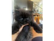 Gato persa hembra y macho
