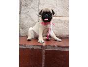 Pug hembra