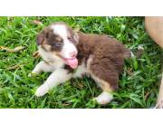 Border collie hembra y macho