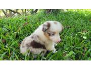 Border collie red merle macho