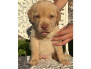 Labrador hembra y macho