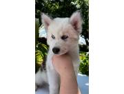 Husky siberiano hembra y macho