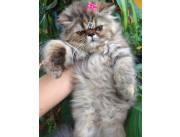 Gato persa