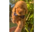 CANICHE MACHO