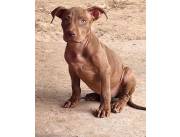 PITBULL MONSTER