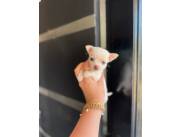 CHIHUAHUA MINI HEMBRA