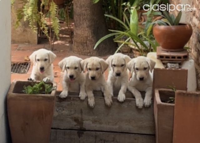 Perros - Gatos - Labrador Retriever 🐶