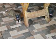 BOXER HEMBRA Y MACHO