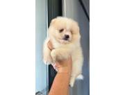 POMERANIA MACHO