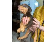DOBERMAN
