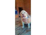 LABRADOR HEMBRA Y MACHO