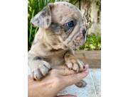 BULLDOG FRANCES MACHO MERLE