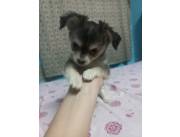 CHIHUAHUA HEMBRA PELO LARGO