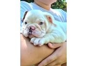 bulldog ingles hembras y machos