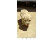 Hermoso caniche toy