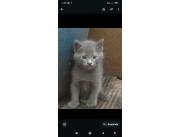 Gato azul ruso hermoso