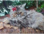 Gato persa