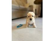 Caniche toy