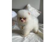 Pomerania macho