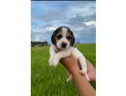 Hermosos Beagle macho y hembra listo para entrga