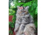Gato persa