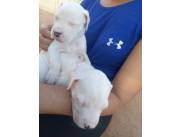 DOGO ARGENTINO DISPONIBLES