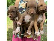 PITBULL CACHORROS