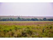 240 HA. CAMPO CON CASA EN QUIINDY-DPTO.PARAGUARI