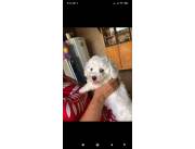 Caniche toy macho y hembra
