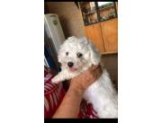 Caniche toy macho y hembra