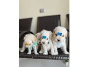 CANICHE - CANICHES