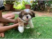 SHITZU / SHIHTZU TRICOLOR DISPONIBLE