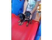 PINCHER / PINSCHER MINI