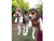 BEAGLE TRICOLORES PRECIOSOS