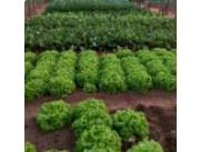 Inversión Ideal: Vendo Terrenos Exclusivos en Caaguazú