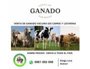 Venta de Vaquillas lecheras Jersey Holandas, Ganado Vacuno de Carne