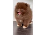 Pomerania chocolate