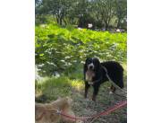 Boyero de berna, Bernese