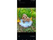 Hermoso caniche mini toy macho