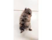 POMERANIA MINIATURA HEMBRA